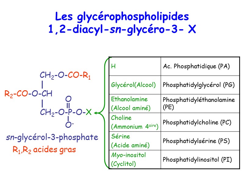 sn-glycérol-3-phosphate R1,R2 acides gras Les glycérophospholipides 1,2-diacyl-sn-glycéro-3- X